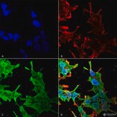 Monoclonal Anti-Task1 Potassium Channel - Rpe antibody produced in mouse clone S374-48, purified immunoglobulin