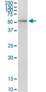 Anti-PSMD5 antibody produced in rabbit purified immunoglobulin, buffered aqueous solution