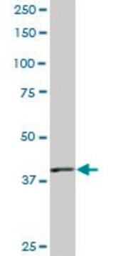 ANTI-PBK antibody produced in mouse clone 3F7, purified immunoglobulin, buffered aqueous solution