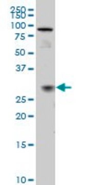 ANTI-TGIF2 antibody produced in mouse clone 5B11, purified immunoglobulin, buffered aqueous solution