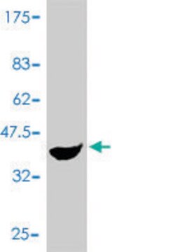 Monoclonal Anti-PCBD1 antibody produced in mouse clone 1G11-H5, purified immunoglobulin, buffered aqueous solution