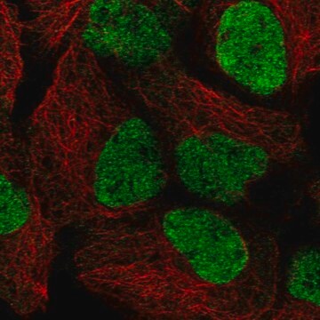 Anti-SMARCAL1 antibody produced in rabbit affinity isolated antibody, buffered aqueous glycerol solution