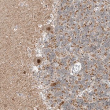 Anti-MSL3 antibody produced in rabbit Prestige Antibodies&#174; Powered by Atlas Antibodies, affinity isolated antibody, buffered aqueous glycerol solution