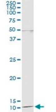 Monoclonal Anti-DDT antibody produced in mouse clone 1D5, purified immunoglobulin, buffered aqueous solution