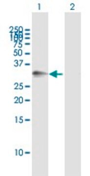 Anti-ATP1B3 antibody produced in mouse purified immunoglobulin, buffered aqueous solution