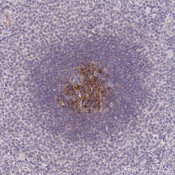 Anti-IL37 antibody produced in rabbit Prestige Antibodies&#174; Powered by Atlas Antibodies, affinity isolated antibody, buffered aqueous glycerol solution