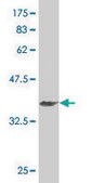 ANTI-HEYL antibody produced in mouse clone 2G1, purified immunoglobulin, buffered aqueous solution
