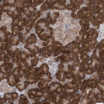 Anti-RPL34 antibody produced in rabbit Prestige Antibodies&#174; Powered by Atlas Antibodies, affinity isolated antibody, buffered aqueous glycerol solution