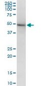 Monoclonal Anti-TUBB2A antibody produced in mouse clone 2B2, purified immunoglobulin, buffered aqueous solution
