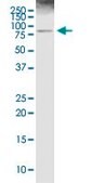 Anti-ALOX5 antibody produced in rabbit purified immunoglobulin, buffered aqueous solution