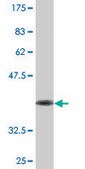 Monoclonal Anti-PIK3R3 antibody produced in mouse clone 2F8, purified immunoglobulin, buffered aqueous solution