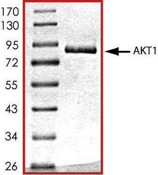 AKT1, active, GST tagged human PRECISIO&#174; Kinase, recombinant, expressed in baculovirus infected Sf9 cells, &#8805;70% (SDS-PAGE), buffered aqueous glycerol solution