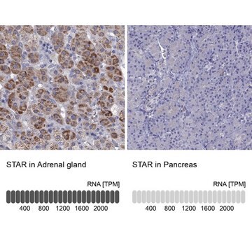 Anti-STAR antibody produced in rabbit Prestige Antibodies&#174; Powered by Atlas Antibodies, affinity isolated antibody, buffered aqueous glycerol solution, ab2