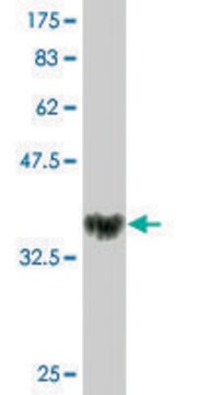 Monoclonal Anti-NOVA1, (C-terminal) antibody produced in mouse clone 5D9, purified immunoglobulin, buffered aqueous solution