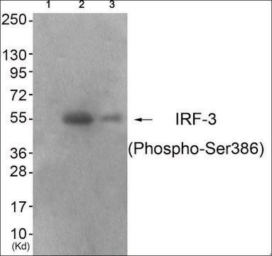 Anti-phospho-IRF-3 (pSer386) antibody produced in rabbit affinity isolated antibody