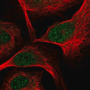 Anti-TCF7 antibody produced in rabbit Prestige Antibodies&#174; Powered by Atlas Antibodies, affinity isolated antibody