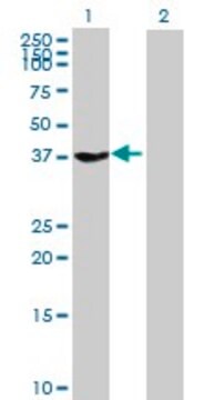 Anti-GNAZ antibody produced in mouse purified immunoglobulin, buffered aqueous solution