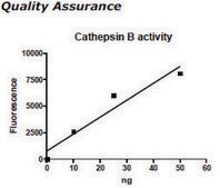 Cathepsin B Active human recombinant, expressed in FreeStyle&#8482; 293-F cells, &#8805;90% (SDS-PAGE)