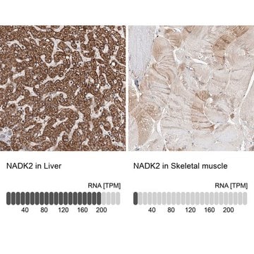 Anti-NADK2 antibody produced in rabbit Prestige Antibodies&#174; Powered by Atlas Antibodies, affinity isolated antibody, buffered aqueous glycerol solution