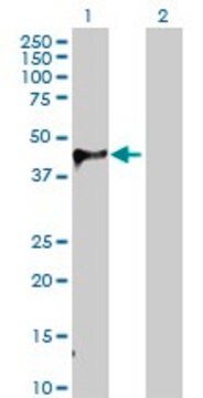 Anti-WIF1 antibody produced in rabbit IgG fraction of antiserum, buffered aqueous solution