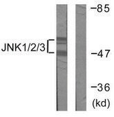 Anti-JNK1 antibody produced in rabbit affinity isolated antibody