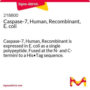 Caspase-7, Human, Recombinant, E. coli Caspase-7, Human, Recombinant is expressed in E. coli as a single polypeptide. Fused at the N- and C- termini to a His&#8226;Tag sequence. Undergoes spontaneous autoprocessing to yield the active enzyme.