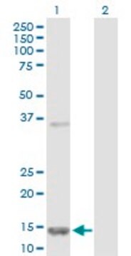 Anti-FABP5 antibody produced in rabbit purified immunoglobulin, buffered aqueous solution