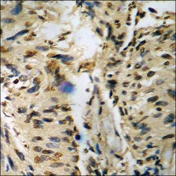 Anti-phospho-c-Jun (pThr93) antibody produced in rabbit affinity isolated antibody