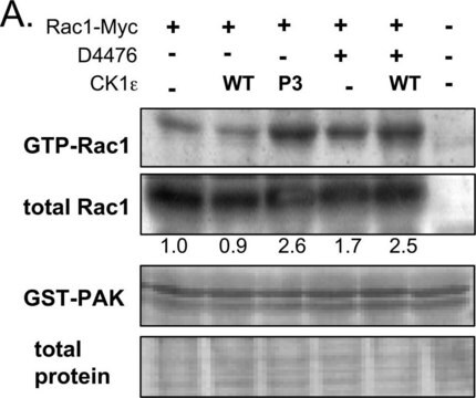 Anti-Rac1 Antibody, clone 23A8 clone 23A8, Upstate&#174;, from mouse