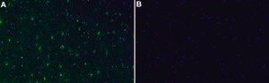 Anti-GLUL Antibody, clone 1D15 ZooMAb&#174; Rabbit Monoclonal recombinant, expressed in HEK 293 cells