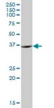 Anti-ZNF24 antibody produced in mouse purified immunoglobulin, buffered aqueous solution