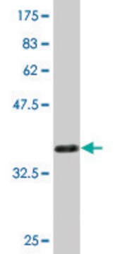 Monoclonal Anti-GSTM4 antibody produced in mouse clone 4B4, purified immunoglobulin, buffered aqueous solution