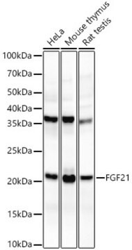 Anti-FGF21 Antibody, clone 5K8E4, Rabbit Monoclonal