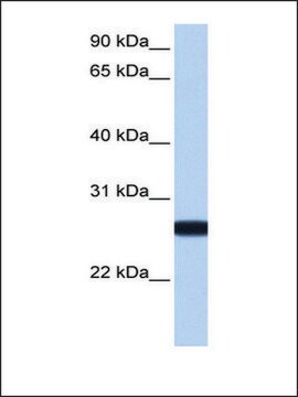 Anti-IL13RA2 (AB1) antibody produced in rabbit affinity isolated antibody