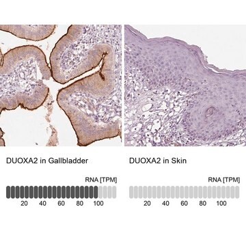 Anti-DUOXA2 antibody produced in rabbit Prestige Antibodies&#174; Powered by Atlas Antibodies, affinity isolated antibody