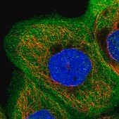 Anti-AFAP1L2 antibody produced in rabbit Prestige Antibodies&#174; Powered by Atlas Antibodies, affinity isolated antibody, buffered aqueous glycerol solution