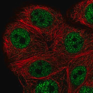 Anti-PEX10 antibody produced in rabbit Prestige Antibodies&#174; Powered by Atlas Antibodies, affinity isolated antibody