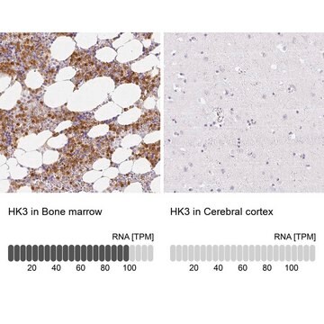 Anti-HK3 antibody produced in rabbit Prestige Antibodies&#174; Powered by Atlas Antibodies, affinity isolated antibody, buffered aqueous glycerol solution