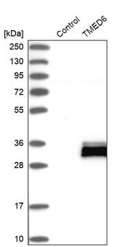 Anti-TMED6 antibody produced in rabbit Prestige Antibodies&#174; Powered by Atlas Antibodies, affinity isolated antibody, buffered aqueous glycerol solution