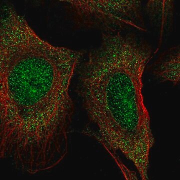 Anti-LACTB2 antibody produced in rabbit Prestige Antibodies&#174; Powered by Atlas Antibodies, affinity isolated antibody