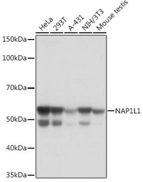 Anti-NAP1L1 Antibody, clone 4W8B6, Rabbit Monoclonal