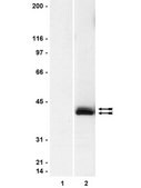 Anti-phospho-MAP Kinase1/2 Antibody clone 12D4, Upstate&#174;, from mouse