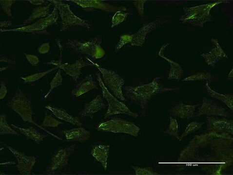 Monoclonal Anti-VCP, (N-terminal) antibody produced in mouse clone 2B2, purified immunoglobulin, buffered aqueous solution