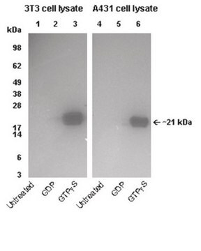 PAK-1 PBD Protein (agarose free), 300 &#181;g For use in Affinity Binding Assays, ELISA &amp; G-Protein Assays.