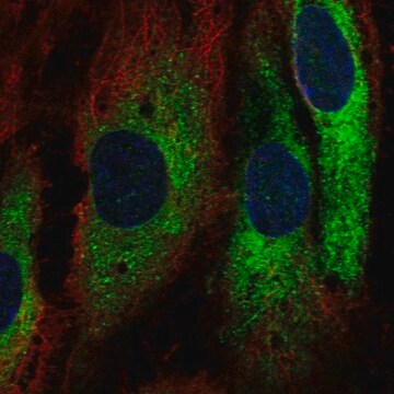 Anti-GIMAP1 antibody produced in rabbit Prestige Antibodies&#174; Powered by Atlas Antibodies, affinity isolated antibody