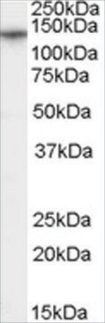 Anti-CACNA2D1 antibody produced in goat affinity isolated antibody, buffered aqueous solution