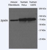 Anti-Zyxin serum, from rabbit