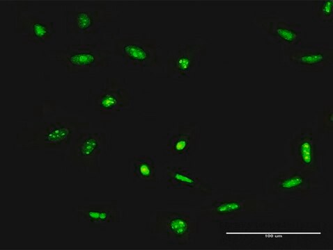 Anti-ADAR antibody produced in rabbit purified immunoglobulin, buffered aqueous solution