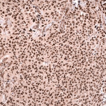 Monoclonal Anti-Foxo3 Antibody Produced In Mouse Prestige Antibodies&#174; Powered by Atlas Antibodies, clone CL13603, affinity isolated antibody, buffered aqueous glycerol solution