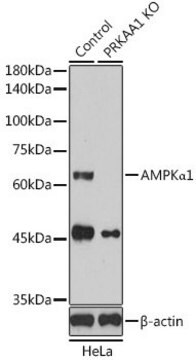 Anti- AMPK&#945;1 antibody produced in rabbit